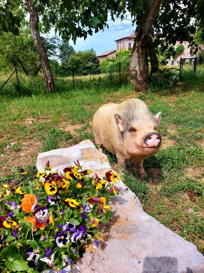 Agriturismo Azienda Agricola Ferrari M.Rita Pozza Eksteriør bilde